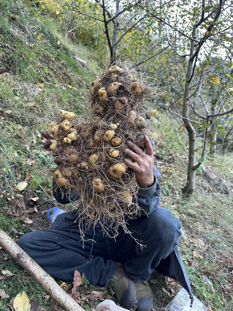 野生黄精，假一赔10