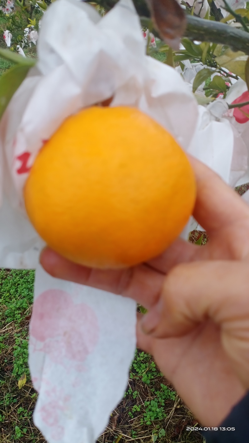 四川省达州市渠县，耙耙柑，口感甜。皮薄发亮，保质保量。