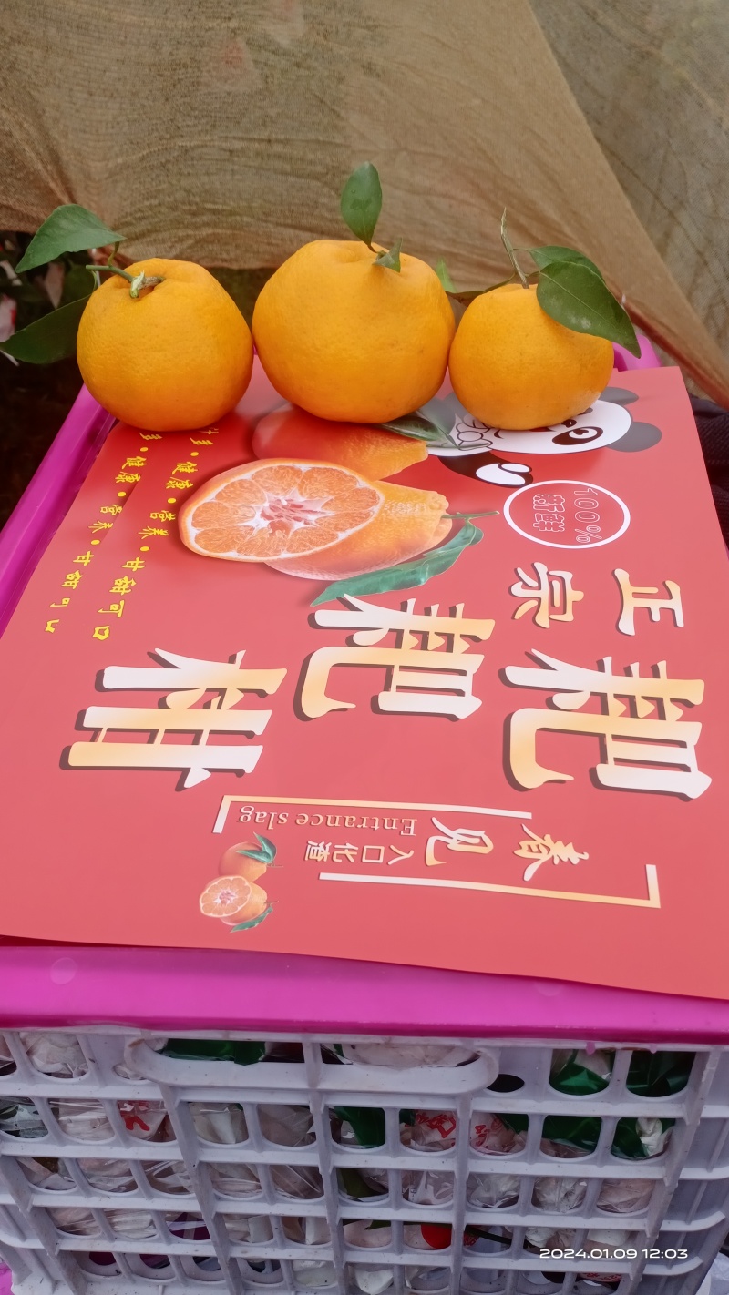 四川省达州市渠县，耙耙柑，口感甜。皮薄发亮，保质保量。