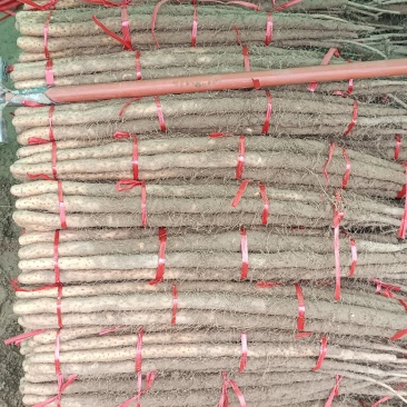 铁棍山药大货，二货，切片货，火烧头，渣子，欢迎惠顾