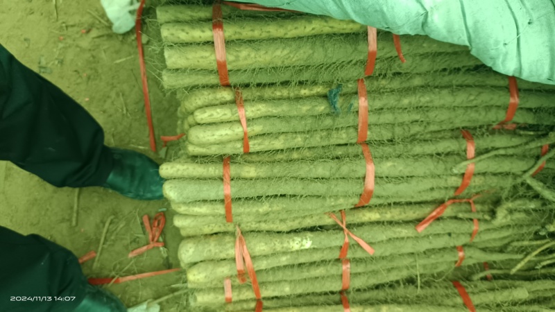 铁棍山药大货，二货，切片货，火烧头，渣子，欢迎惠顾