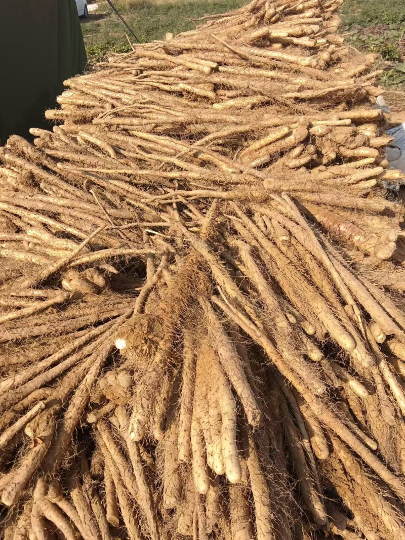 铁棍山药大货，二货，切片货，火烧头，渣子，欢迎惠顾