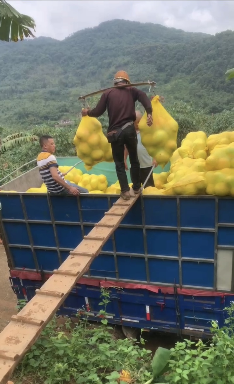 【三红柚】大量供应货源充足果大皮薄瓤肉无籽可视频看货