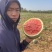 无籽西瓜🍉，大量有货，产地直销