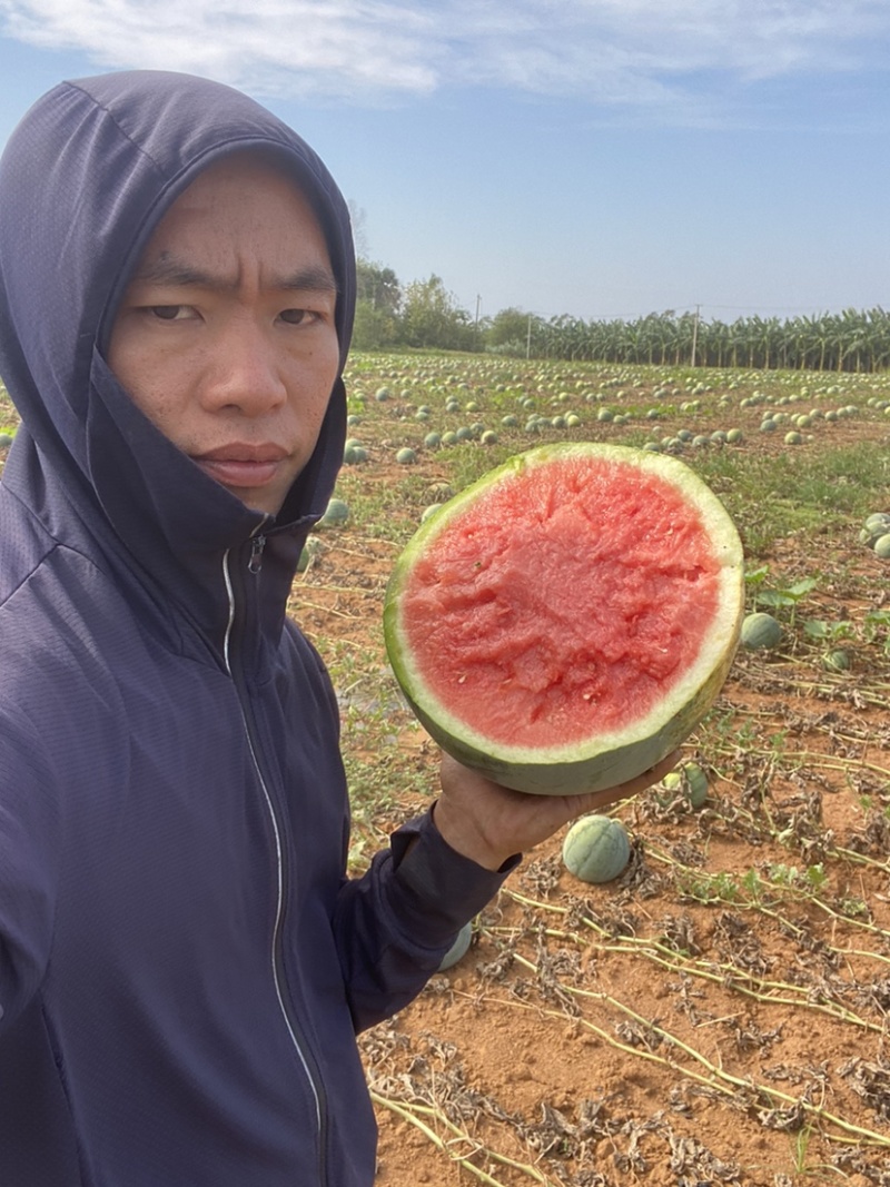 无籽西瓜🍉，大量有货，产地直销