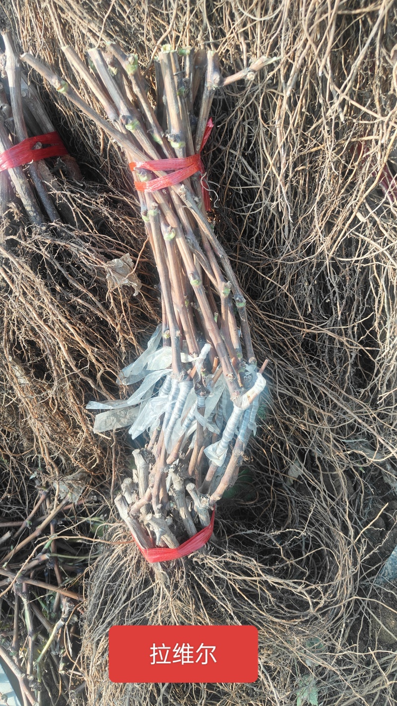 秦皇岛市蓝色拉维尔葡萄苗基地种植纯度保证