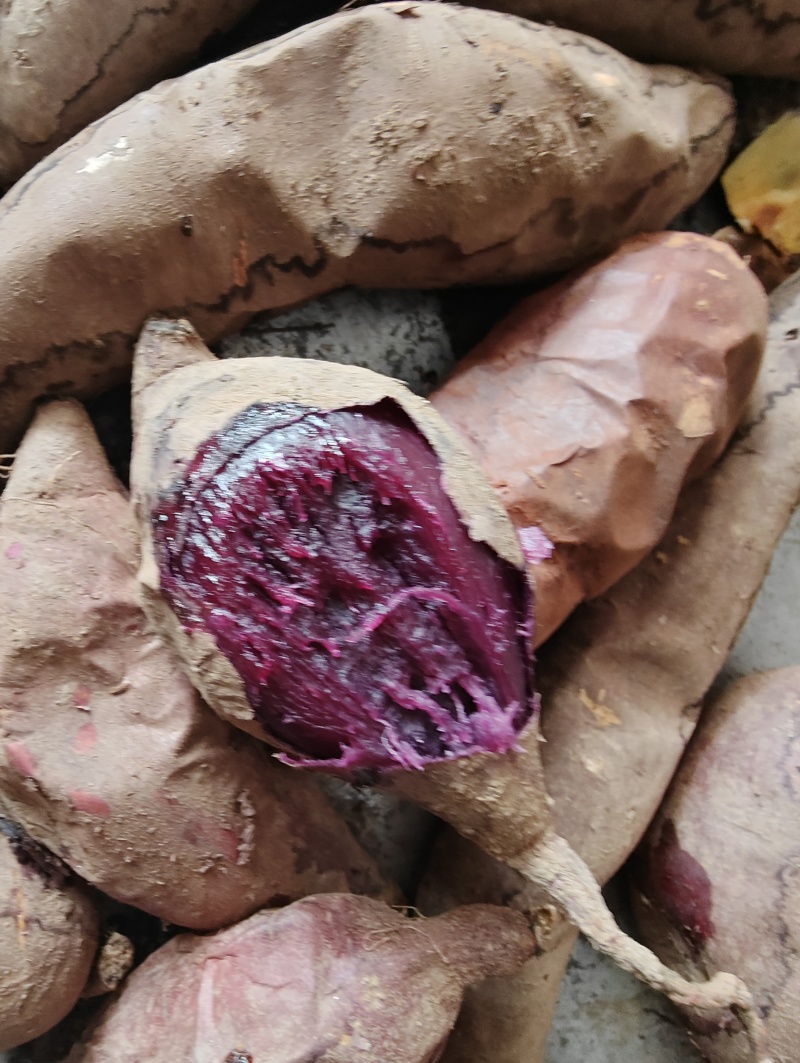 沂蒙丘陵沙土优质流油糖心紫薯