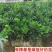 红心柚子树苗，基地直发，实地考察，保证品种，保证成活