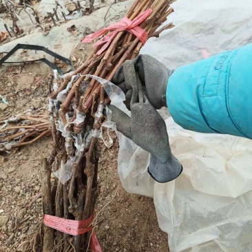 奥州甜王葡萄苗粗放式管理省工中晚熟品种基地直发