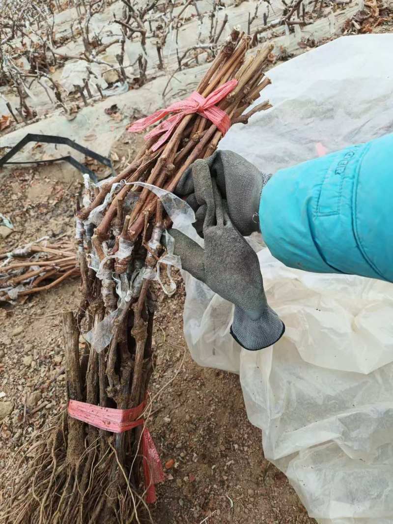 奥州甜王葡萄苗粗放式管理省工中晚熟品种基地直发