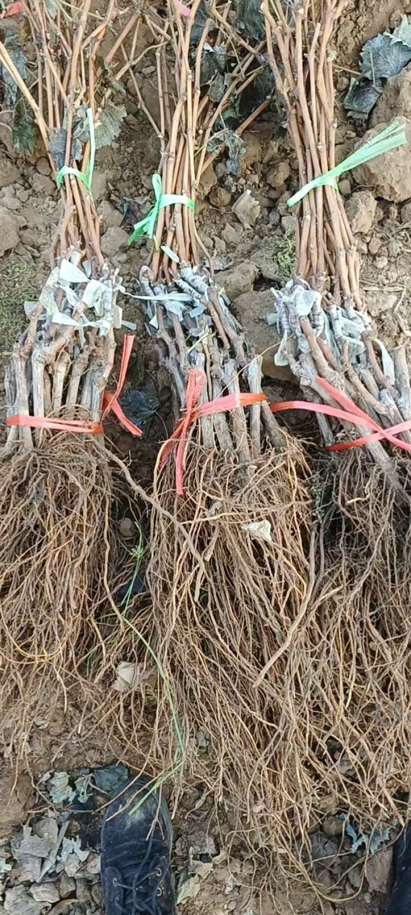 奥州甜王葡萄苗粗放式管理省工中晚熟品种基地直发