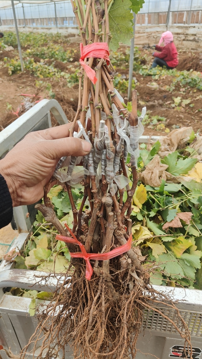 奥州甜王葡萄苗粗放式管理省工中晚熟品种基地直发