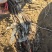 奥州甜王葡萄苗粗放式管理省工中晚熟品种基地直发
