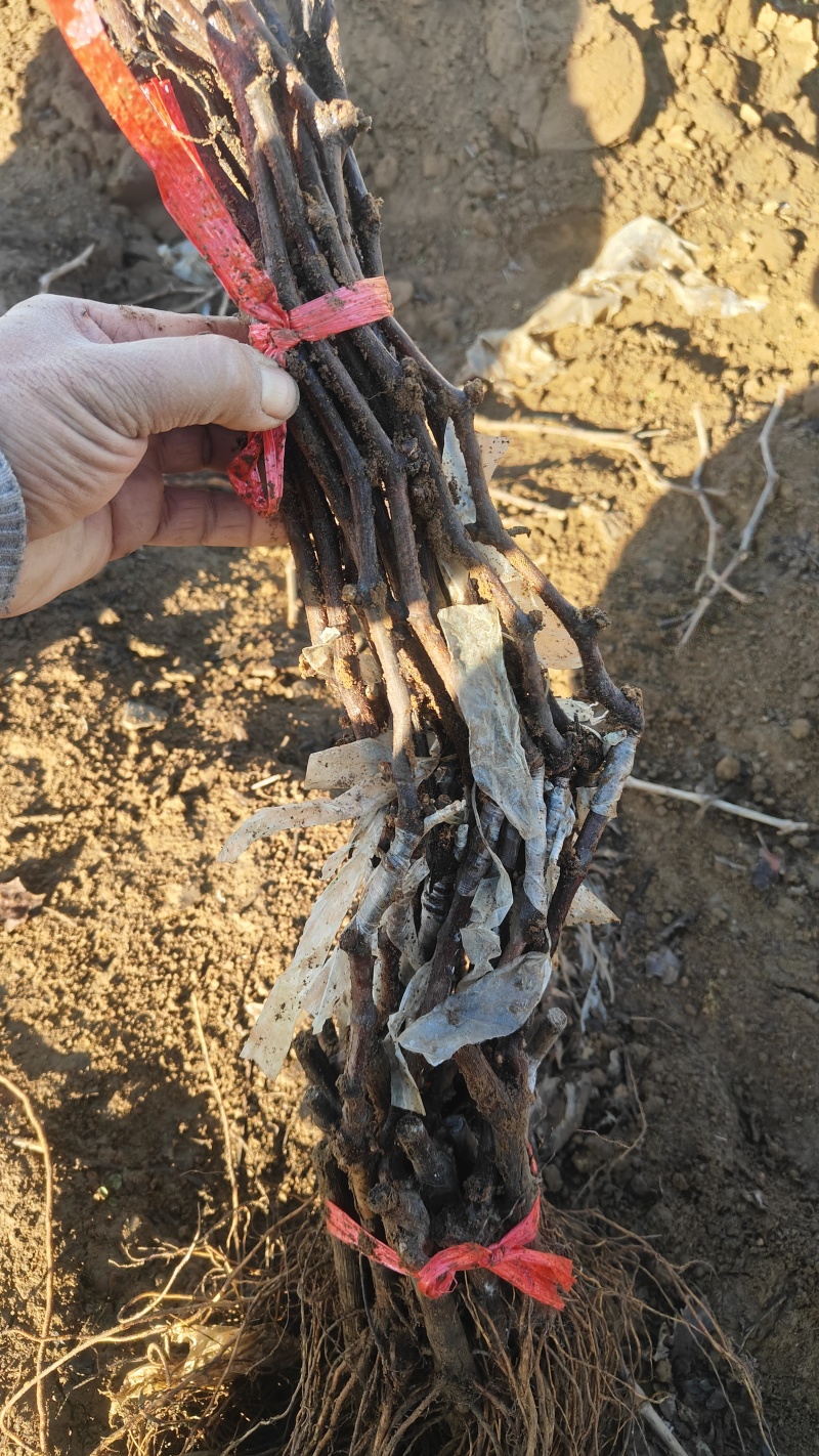 奥州甜王葡萄苗粗放式管理省工中晚熟品种基地直发