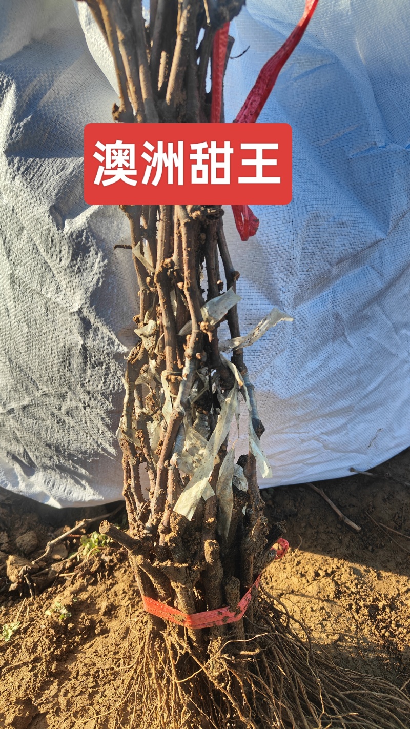 奥州甜王葡萄苗粗放式管理省工中晚熟品种基地直发