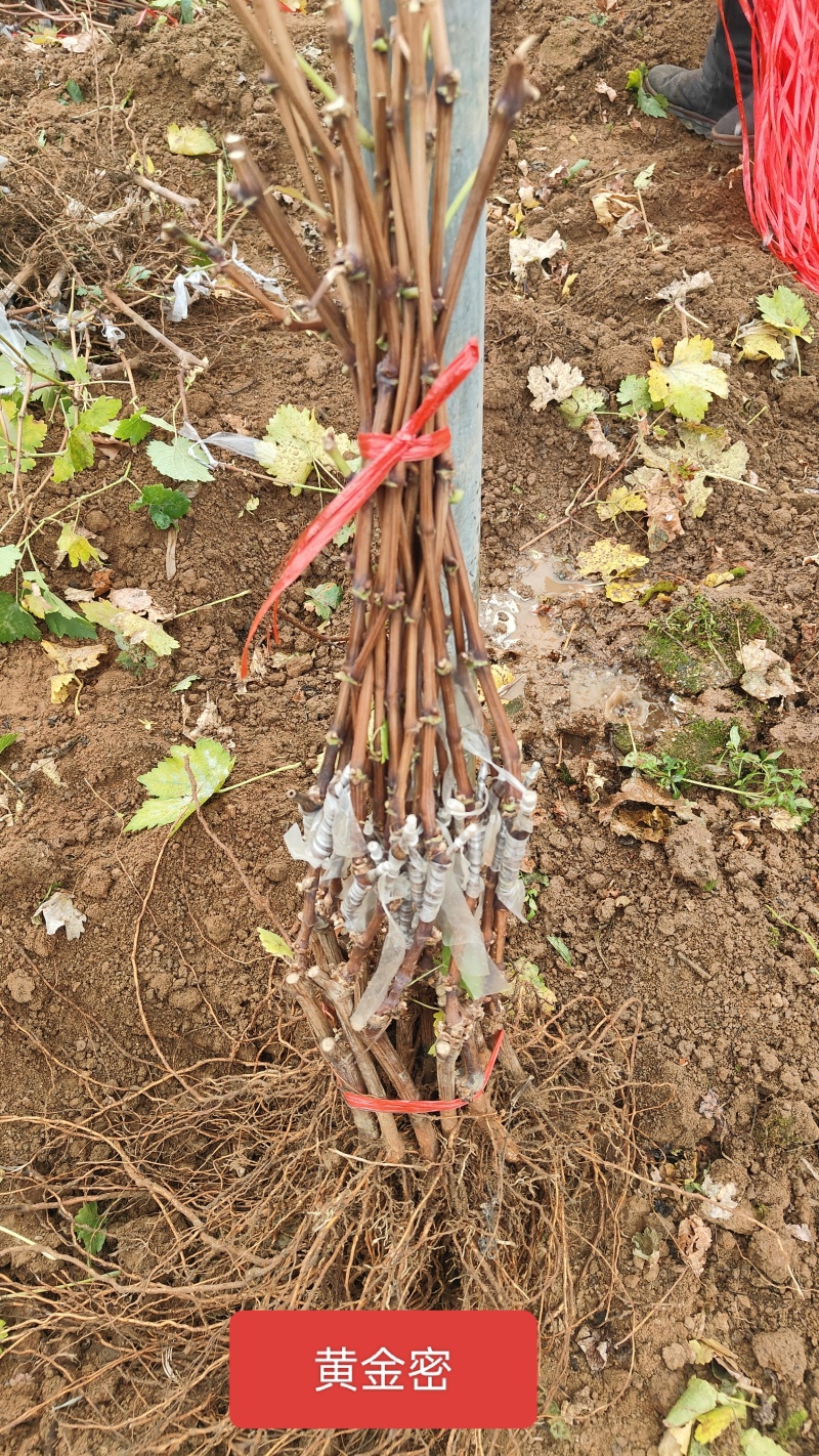 奥州甜王葡萄苗粗放式管理省工中晚熟品种基地直发