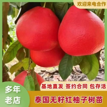 嫁接正宗泰国暹罗红柚苗，基地直发签约合同实地考察保证品种