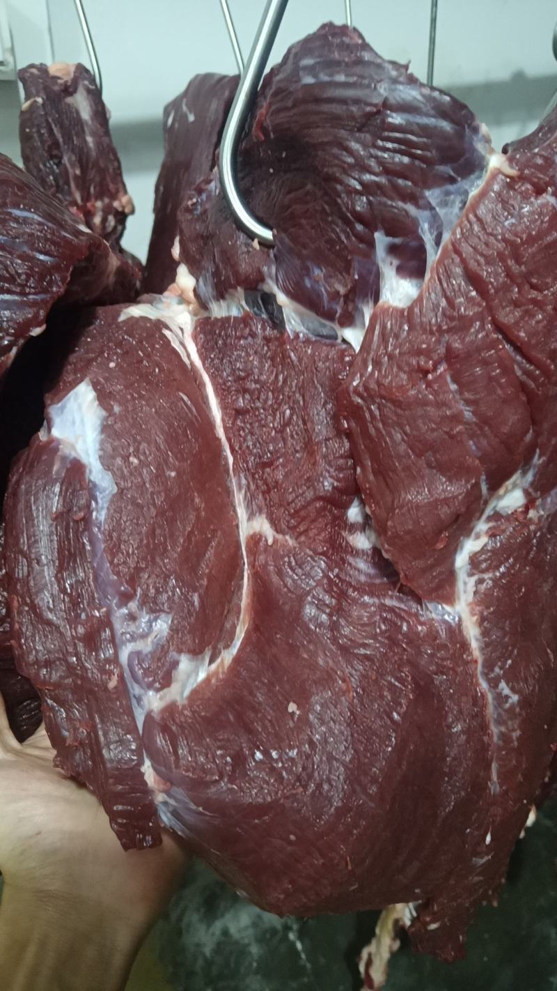 新鲜牛肉批发
