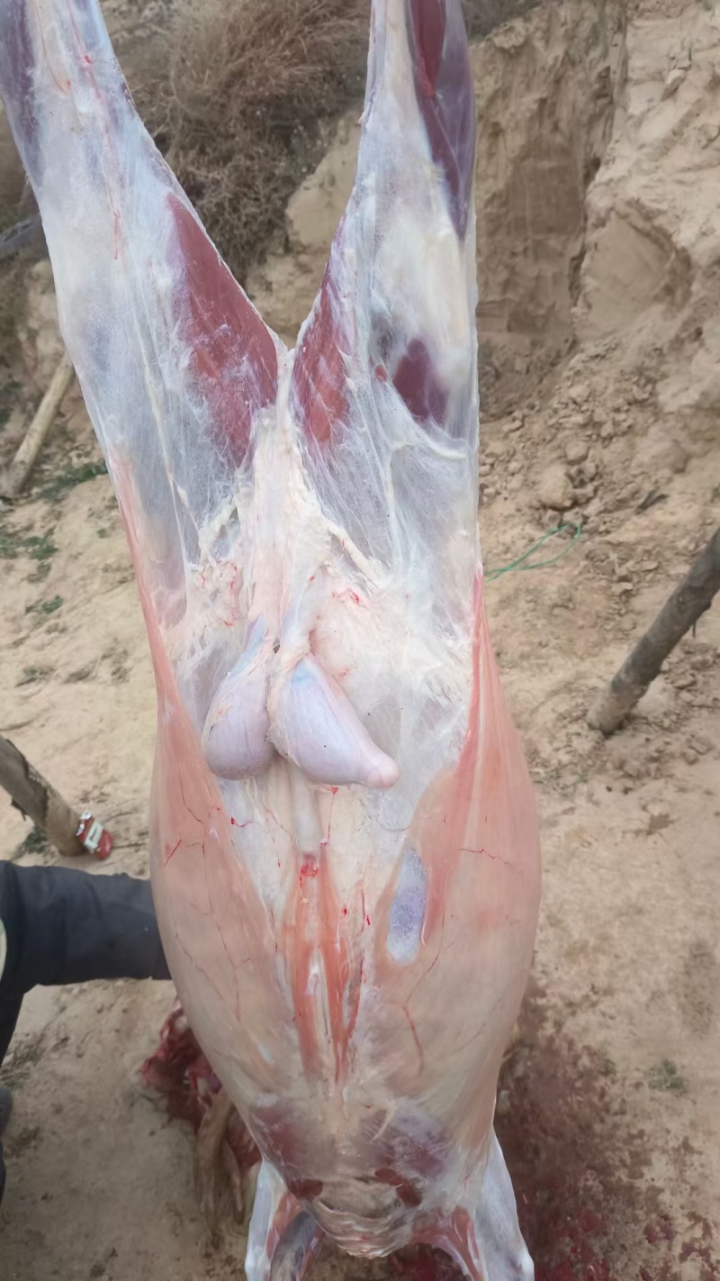 纯放养山羊羔子肉跑山羊肉质鲜美新鲜发货