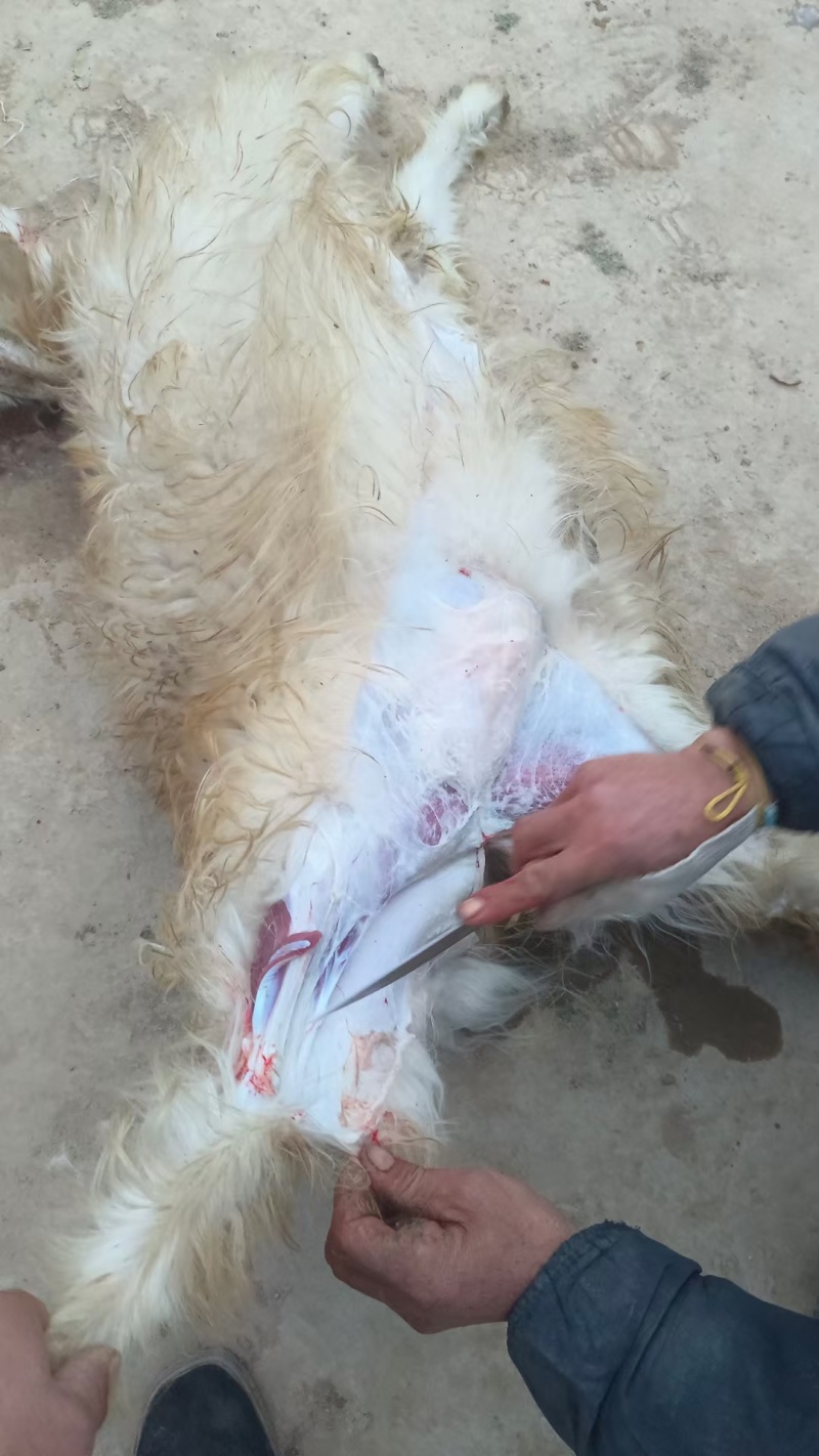 纯放养山羊羔子肉跑山羊肉质鲜美新鲜发货