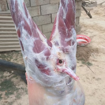 纯放养山羊羔子肉跑山羊肉质鲜美新鲜发货