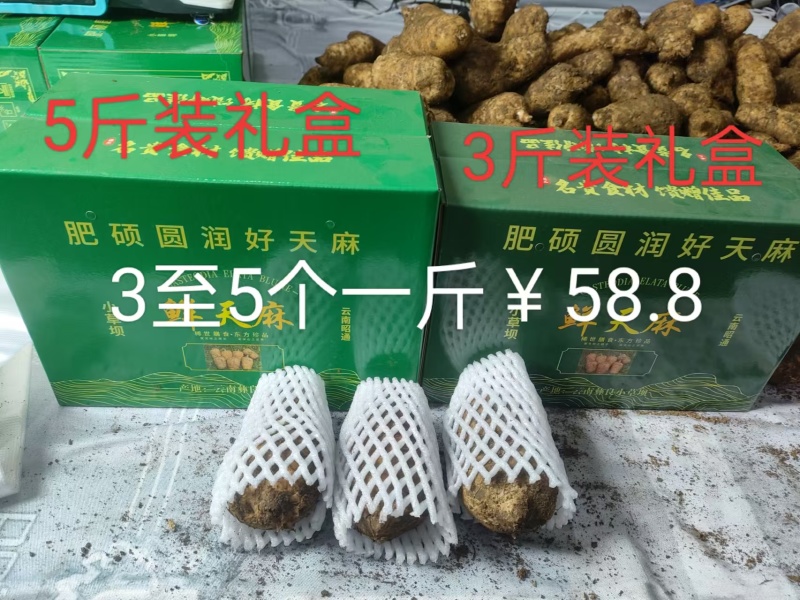 正宗昭通乌天麻假一赔十