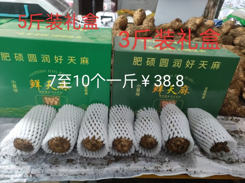 正宗昭通乌天麻假一赔十