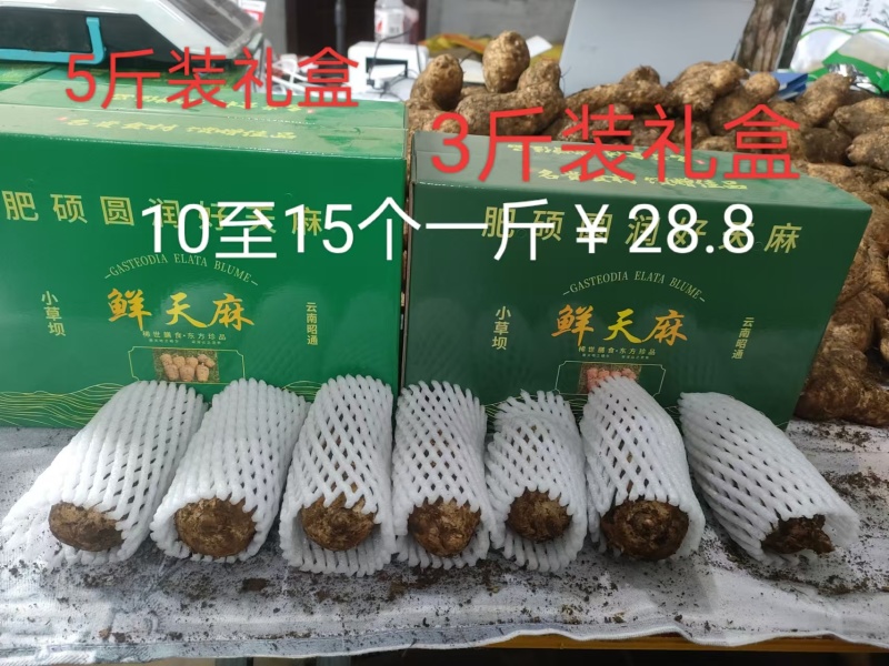 正宗昭通乌天麻假一赔十