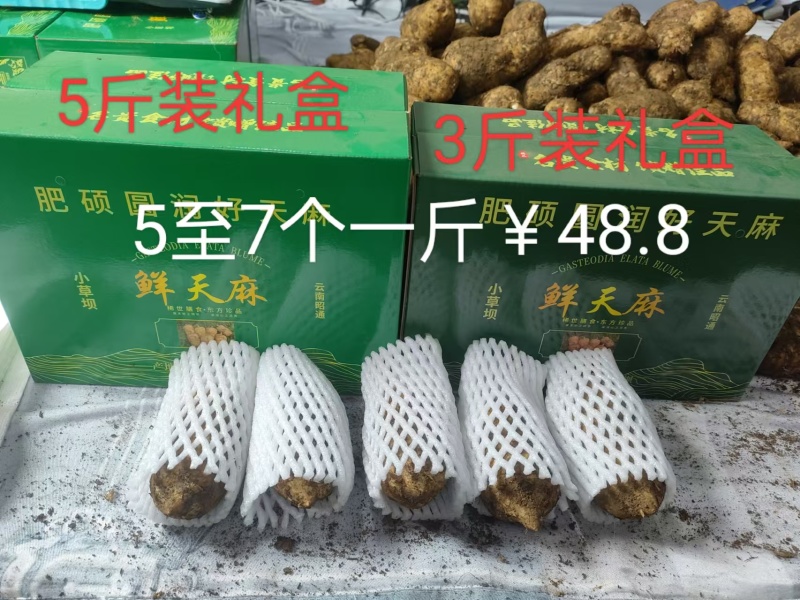正宗昭通乌天麻假一赔十