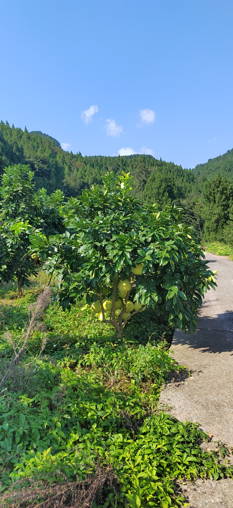红心蜜柚，不套袋，自然熟