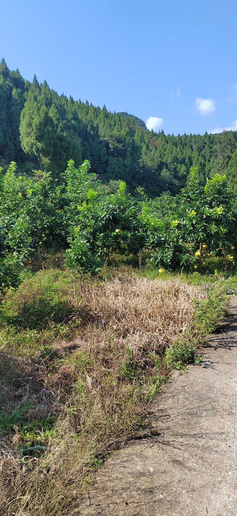 红心蜜柚，不套袋，自然熟