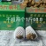 正宗昭通乌天麻假一赔十