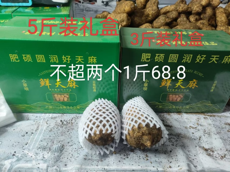 正宗昭通乌天麻假一赔十