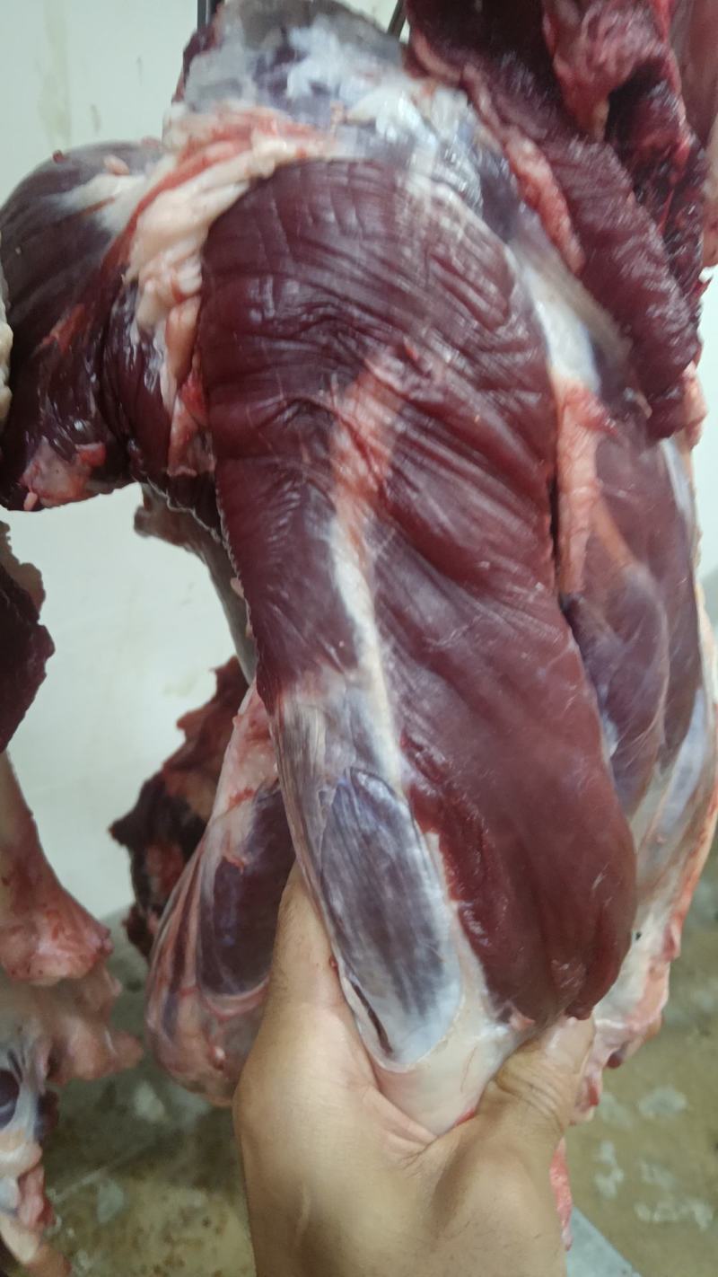 鲜牛肉批发