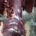 鲜牛肉批发