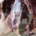 鲜牛肉批发