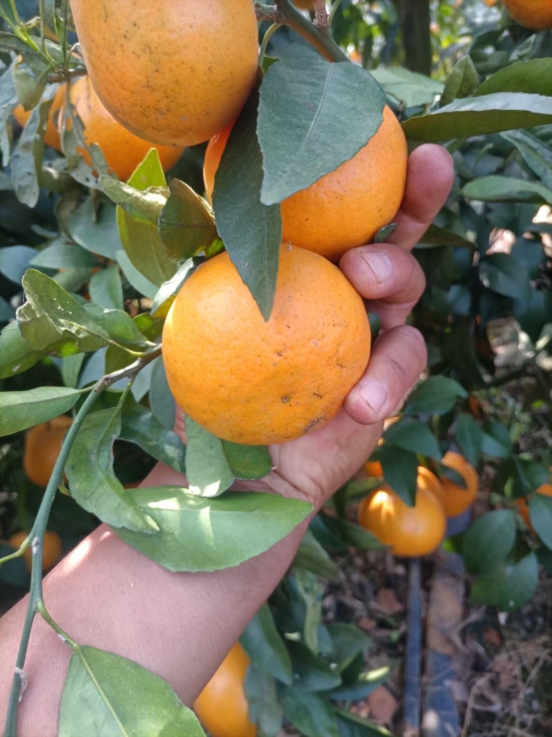 沃柑