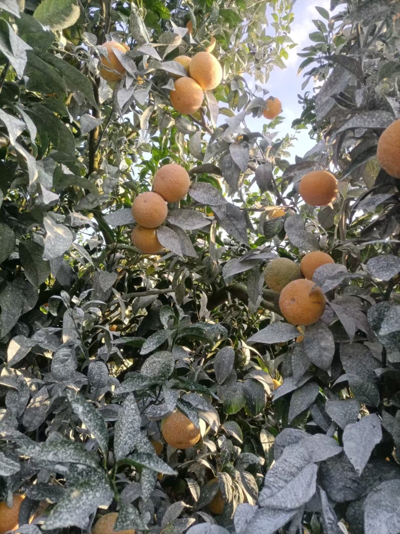 沃柑
