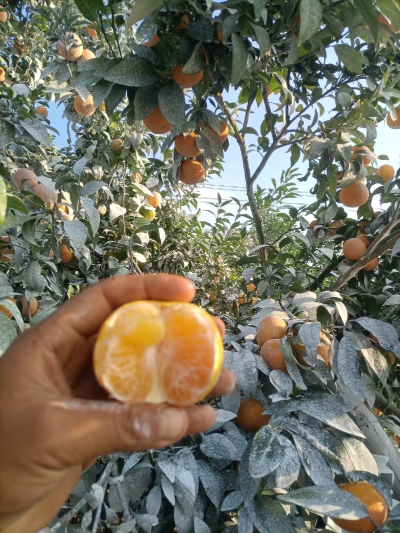 沃柑