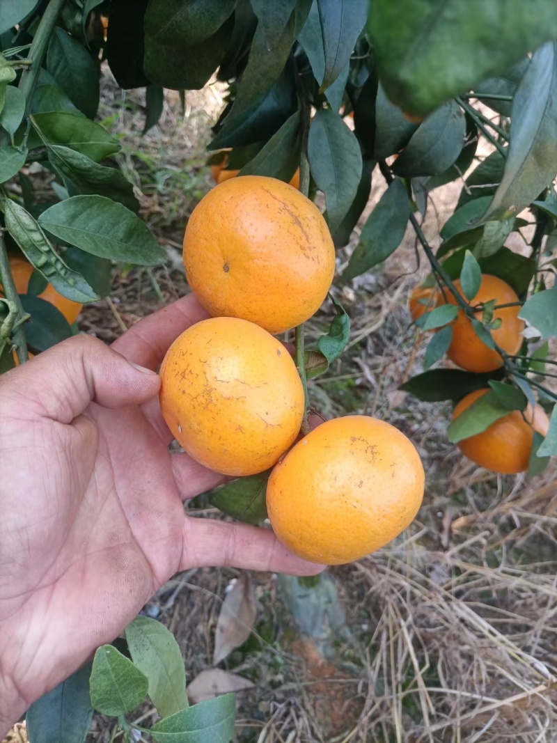 沃柑