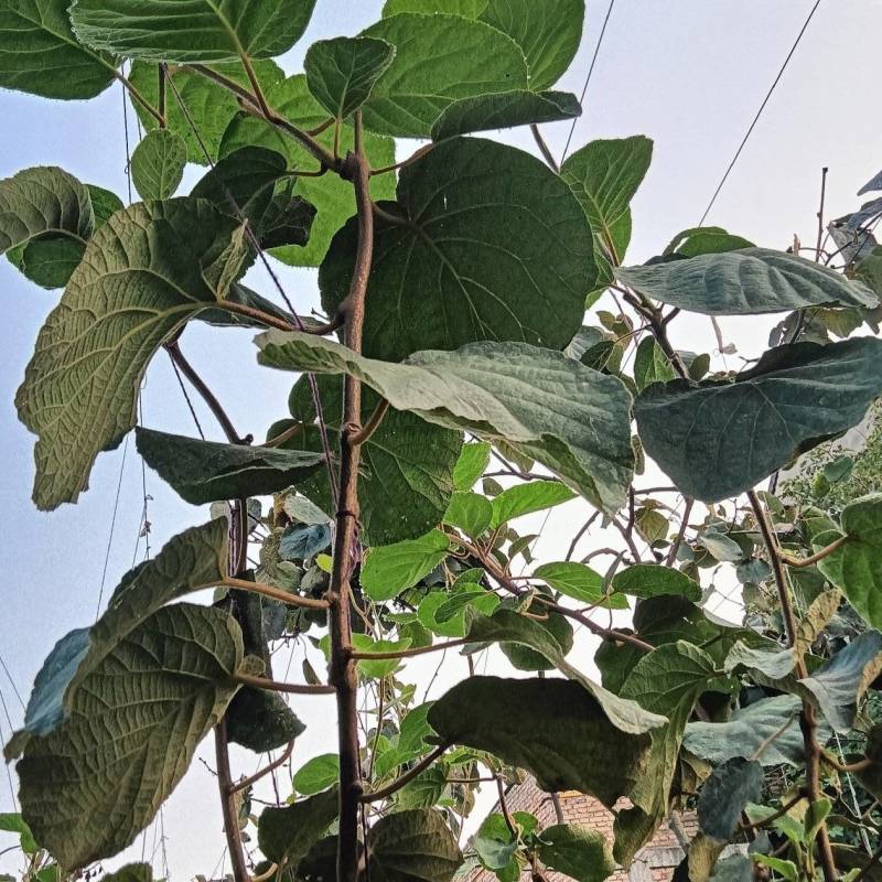 翠香猕猴桃苗0.8起步水杨桃嫁接