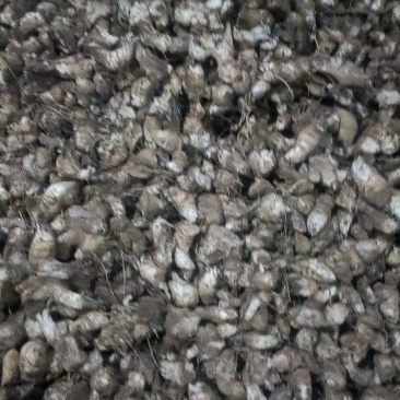 精品玄参种芽手选货到付款有质量问题包运费