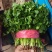 河北大叶香菜大量上市一手货源可对接电商市场商超欢迎询价