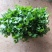 河北大叶香菜大量上市一手货源可对接电商市场商超欢迎询价