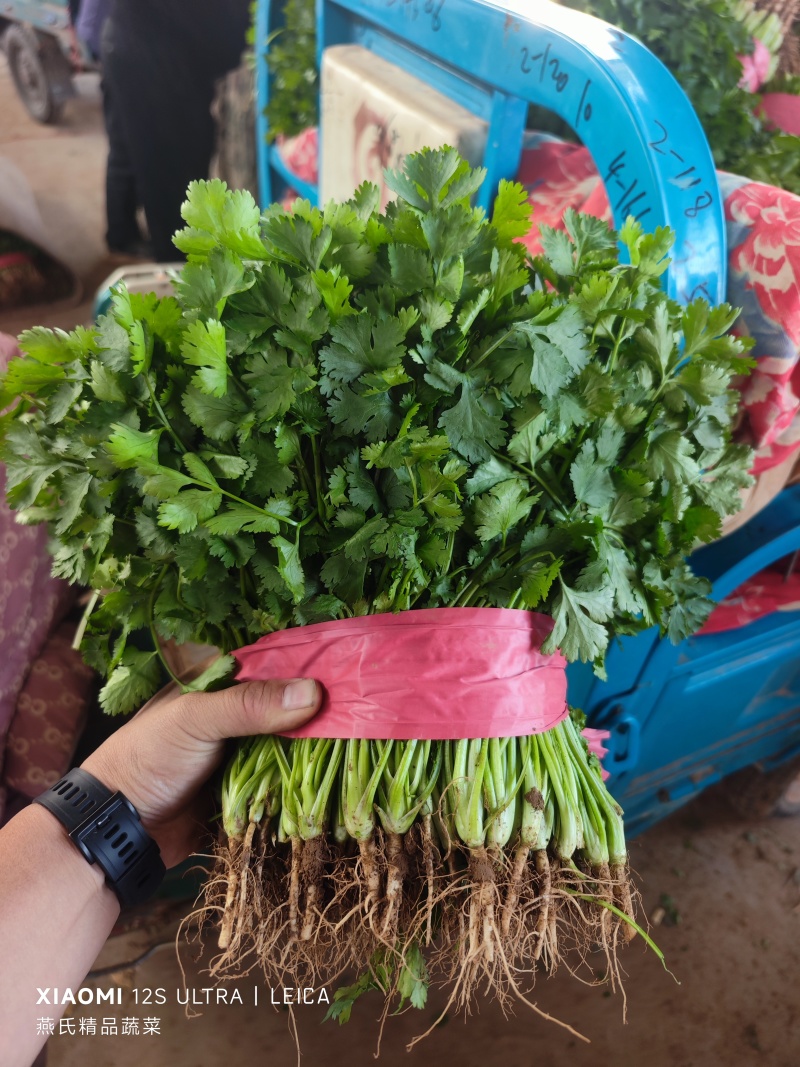 河北大叶香菜大量上市一手货源可对接电商市场商超欢迎询价