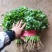 河北大叶香菜大量上市一手货源可对接电商市场商超欢迎询价