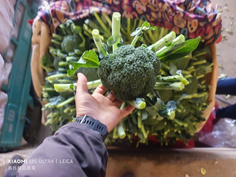 河北精品西蓝花大量上市一手货源规格齐全可对接全国欢迎来电