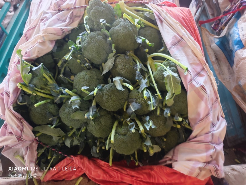 河北精品西蓝花大量上市一手货源规格齐全可对接全国欢迎来电