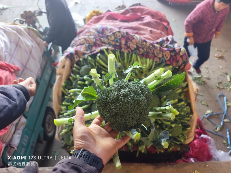 河北精品西蓝花大量上市一手货源规格齐全可对接全国欢迎来电