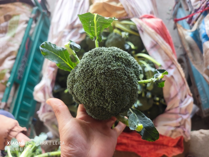 河北精品西蓝花大量上市一手货源规格齐全可对接全国欢迎来电